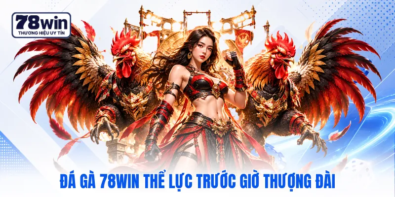 Đá gà 78WIN thể lực trước giờ thượng đài