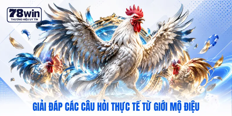 Giải đáp các câu hỏi thực tế từ giới mộ điệu