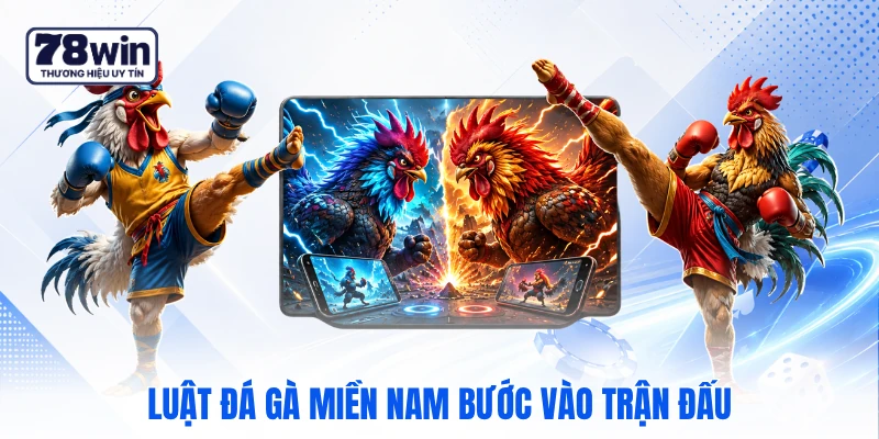 Luật đá gà miền Nam bước vào trận đấu